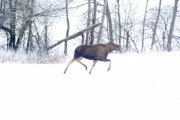 Knut 17 januar 2021 - Elgen i Maridalen som havnet i avisen