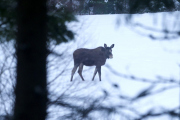 Knut 19 februar 2021 - Elgen i Maridalen