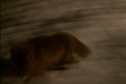Knut 3 februar 2021 - Reven i Maridalen, 10 minutter senere passerte Reven han igjen