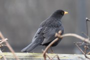 Morten 1 april 2021 - Svarttrosten er like skeptisk som meg