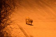 Morten 1 januar 2021 - En hund på Høyenhall om kvelden