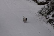 Morten 1 januar 2021 - En hund på Høyenhall