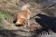 Morten 10 april 2021 - En hund på Høyenhall, det var samtidig som jeg hilste på ekornet