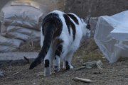 Morten 10 april 2021 - En katt på Høyenhall
