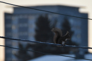 Morten 10 januar 2021 - Ekornet på Høyenhall, stopper opp akkurat foran høyblokken på Manglerud