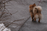 Morten 13 mars 2021 - En hund på Høyenhall, tror det er en Pomeranian