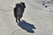 Morten 14 februar 2021 - Liten hund på Høyenhall