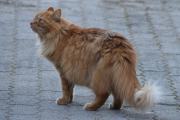 Morten 16 april 2021 - En katt i Våler i Solør, og denne herren kjenner jeg. Det er en skogkatt ved navn Pondus
