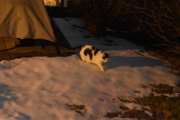 Morten 16 mars 2021 - En katt på Høyenhall