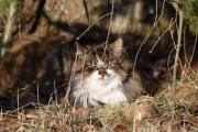 Morten 17 april 2021 - En katt i Våler i Solør, denne kjenner jeg ikke, men koste seg i morgensolen