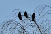 Morten 17 april 2021 - Kaie eller Kråke i Våler i Solør, det blir det store spørsmålet her