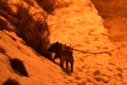 Morten 18 mars 2021 - En hund på Høyenhall