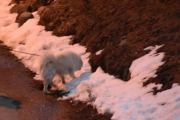 Morten 19 mars 2021 - En hund på Høyenhall, litt sent på kvelden