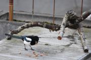 Morten 2 april 2021 - Frokost på Høyenhall, og vi deler med alle sammen