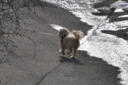 Morten 20 mars 2021 - En hund på Høyenhall, se hvor lett den er på foten