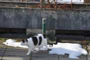 Morten 20 mars 2021 - En katt på Høyenhall