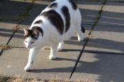 Morten 20 mars 2021 - En katt på Høyenhall