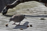 Morten 20 mars 2021 - Tyrkerdua spiser brødsmuler, har du sett en Tyrkerdue som prøver å spise brødsmuler?