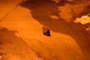 Morten 22 mars 2021 - En katt på Høyenhall