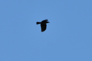 Morten 23 januar 2021 - Stor fugl over Høyenhall, tror ikke det var en Kråke denne gangen
