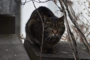 Morten 25 april 2021 - En katt på Høyenhall