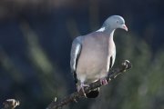 Morten 27 februar 2021 - Ringdua på Høyenhall, en våger seg litt nærmere