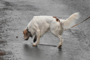 Morten 27 mars 2021 - En hund på Høyenhall, jeg gjetter fuglehund
