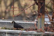 Morten 27 mars 2021 - Svarttrost hann i blomsterkassen, du bryr deg ikke så mye om regn
