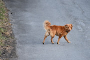Morten 28 april 2021 - En hund på Høyenhall, fri og frank, dette liker jeg :-)