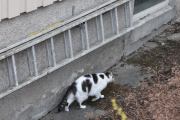 Morten 28 april 2021 - En katt på Høyenhall, se hvor elegant den smyger seg langs veggen