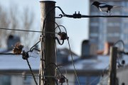 Morten 28 mars 2021 - Ekornet og Skjæra, men så prøver Ekornet seg en gang til på ledningen