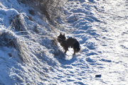 Morten 30 januar 2021 - Hunden, en og annen hund går også på veien