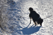 Morten 30 januar 2021 - Hunden, den ene er litt større enn den andre