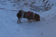 Morten 30 januar 2021 - Hunden, det dukker opp en mellom stor hund til på veien