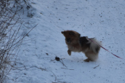 Morten 30 januar 2021 - Hunden, enten så gjør dem det med vilje, eller så er jeg heldig