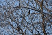 Morten 30 januar 2021 - Kråkene, Spurvehauken flyr av gårde og de sitter i treet og er veldig oppmerksomme