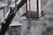 Morten 30 januar 2021 - Pilfinken var den andre fuglen som dukket opp og det var 16 minus i dag