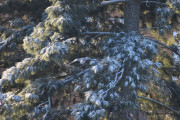 Morten 30 januar 2021 - Spurvehauken, mens vi teller fuglene kommer Spurvehauken i stor fart. Den får ikke tak i noen fugler og stanser på gjerdet rett foran oss. Der snur den seg og ser oss samtidig som jeg tar opp kamera