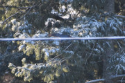 Morten 30 januar 2021 - Spurvehauken, men den er rask og jeg rekker ikke å ta bilde av den før den setter seg i treet et stykke foran oss