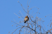 Morten 31 januar 2021 - Gråtrosten, i samme treet hvor den ukjente fuglen dukker denne fuglen opp
