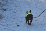 Morten 31 januar 2021 - Hunden på Høyenhall, siste hunden vi registrerer i dag på hagefugltellingen