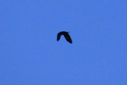 Morten 31 januar 2021 - Stor fugl over Høyenhall, det er så tidlig at jeg aldri vil få skarpe bilder