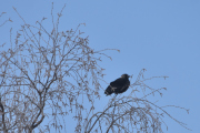 Morten 31 januar 2021 - Ukjent fugl på Høyenhall, mens jeg tar bilde av spurven ser jeg en annen fugl i treet bak som jeg ikke har sett før. Størrelsen lignet på en Ringdue, men når jeg så på bilde etterpå...