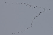 Morten 31 mars 2021 - 81 store fugler over Høyenhall, kan sammenlignes med et helikopter eller småfly som kommer mot oss