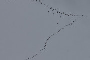 Morten 31 mars 2021 - 81 store fugler over Høyenhall, ja jeg kom til 81 og de har retning Kjeller Flyplass