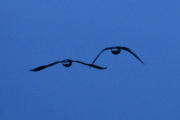 Morten 31 mars 2021 - To store fugler over Høyenhall, så vi lar dem fly videre uidentifisert