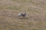 Morten 4 april 2021 - En hund på gressmatten i Drøbak, se hvor glad den er