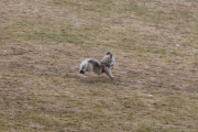 Morten 4 april 2021 - En hund på gressmatten i Drøbak