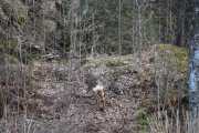 Morten 4 april 2021 - Rådyr i Drøbak