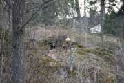 Morten 4 april 2021 - Rådyr i Drøbak
